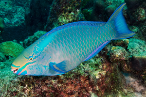 Men's Cotton Polo - Parrotfish