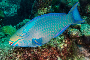 Men's Five-Star Stretch Bermudas - Parrotfish Turquoise