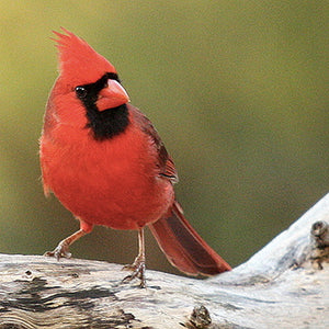 Men's Original Bermudas - Red Bird
