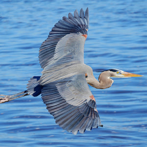 Men's Formal Bermudas - Blue Heron