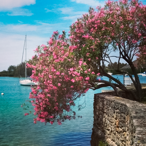 Men's Original Bermudas - Oleander Pink