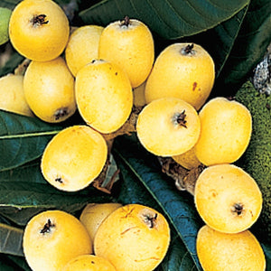 Bermuda loquat