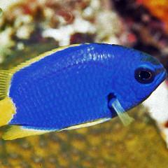 Men's Original Bermudas - Chromis Blue