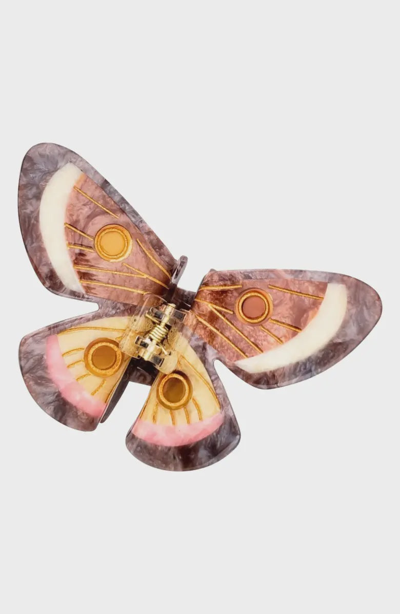 BDA Solar Eclipse Emperor Silk Moth - Brown
