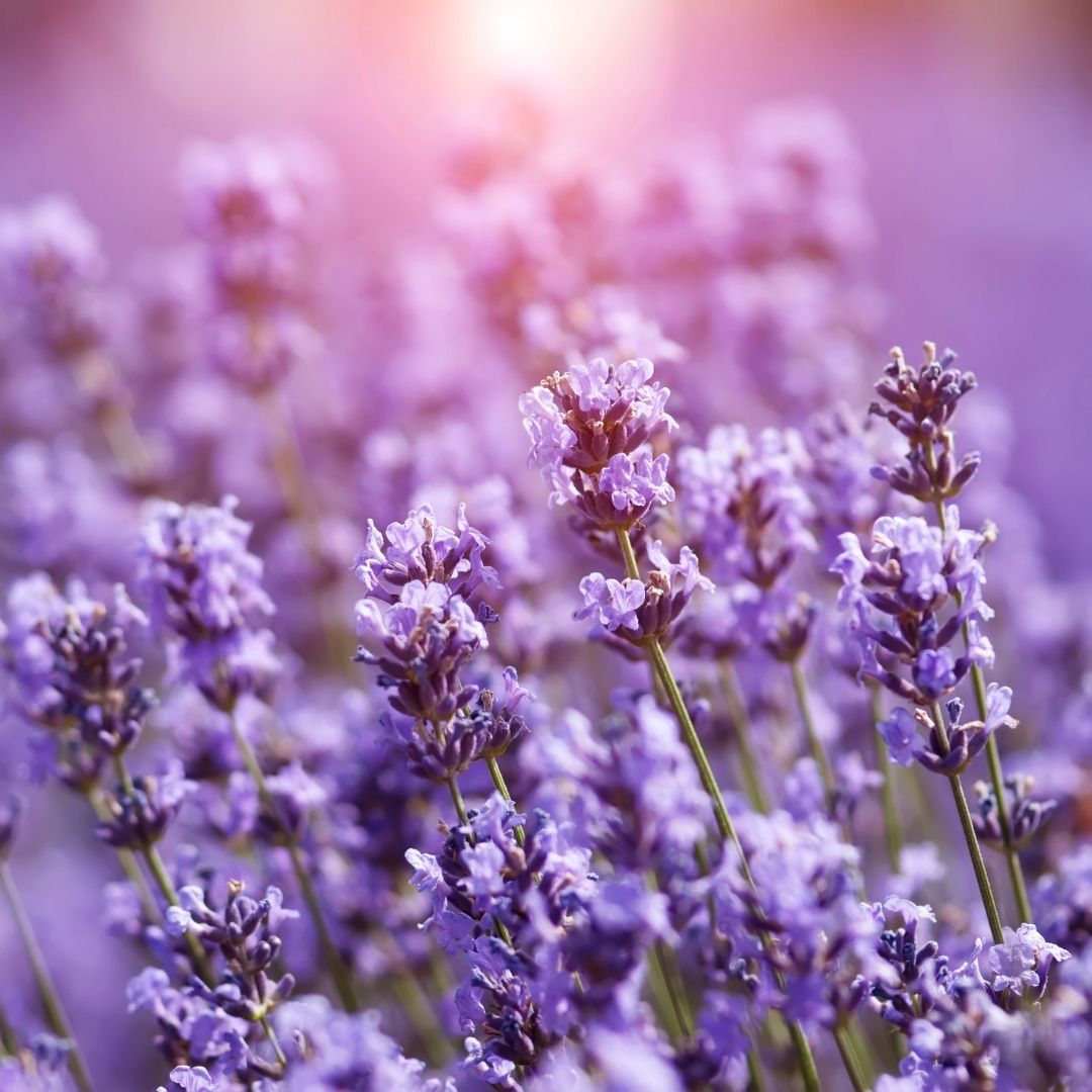 lavender
