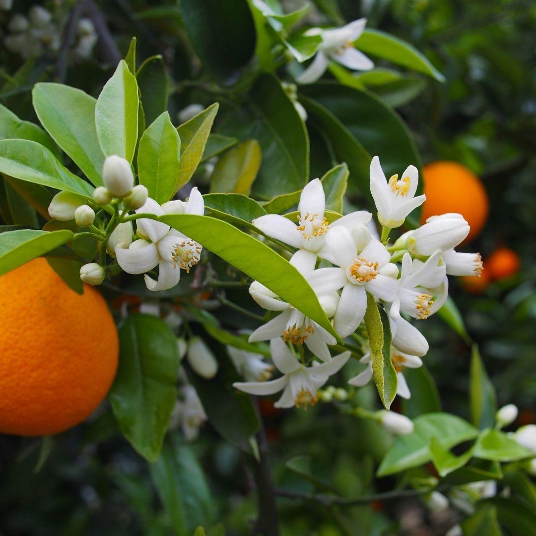 Orange tree with white flowers and green leaves