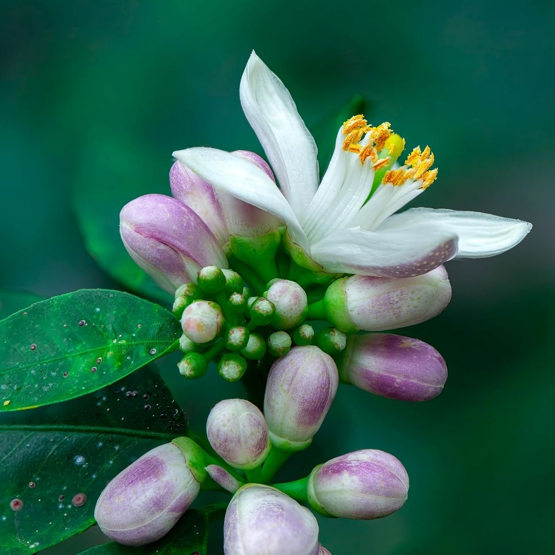 Close-up of a white flower with pink buds and green leaves on a blurred green background