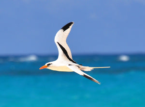 Men's Stretch Bermudas - Longtail White