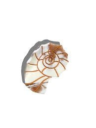 BDA Solar Eclipse Sundial Shell Claw Hair Clip