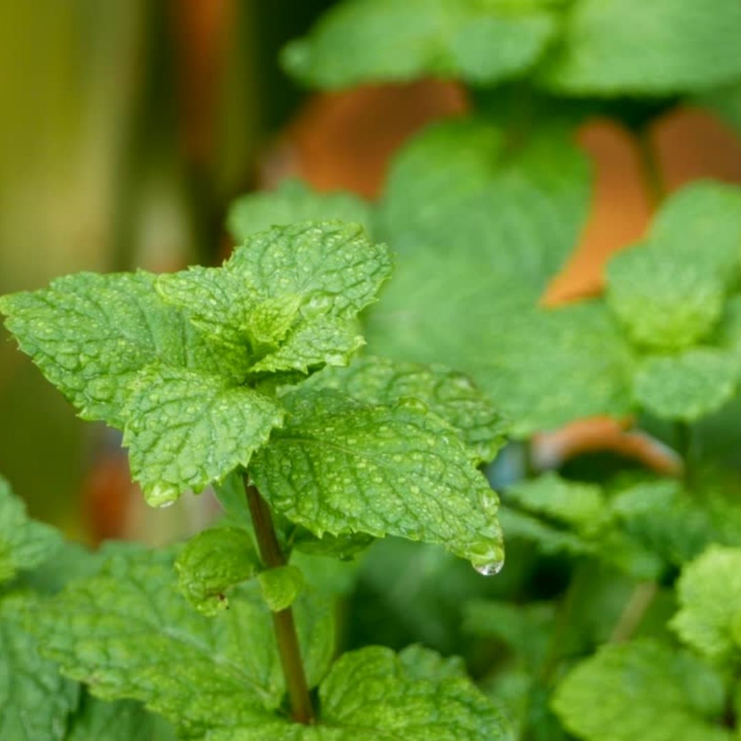 Isla Botanica Island Rise – Classic Candle 280g