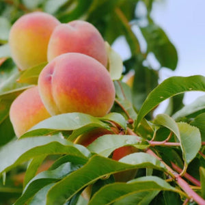 Ripe peaches on a tree branch with green leaves