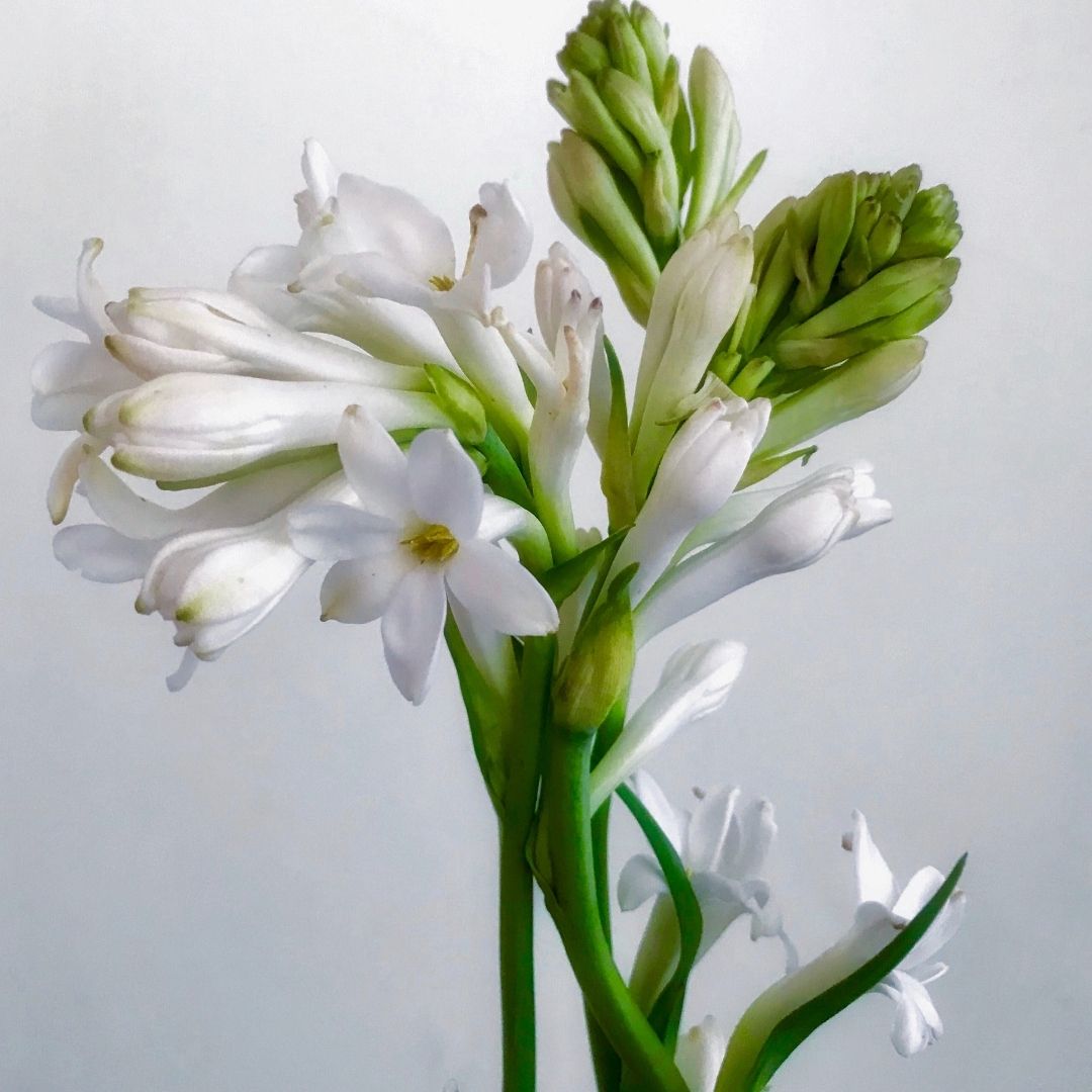 White flowers with green stems on a light gray background