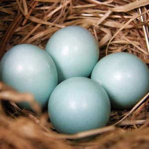 Men's Cotton Polo - Bluebird Egg