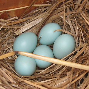 TABS_Bermuda Shorts_Bluebird Egg_Inspiration