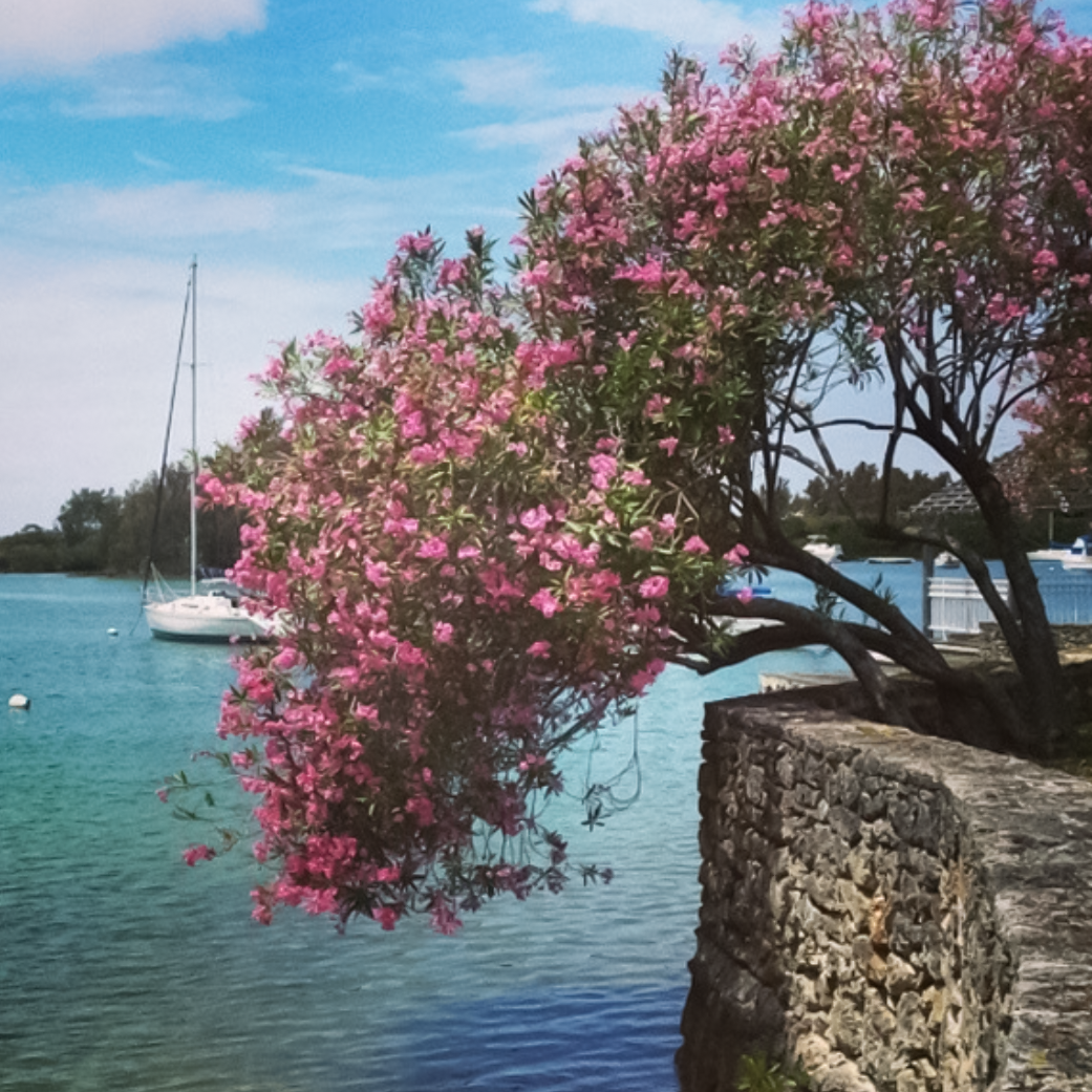 Men's Original Bermudas - Oleander Pink