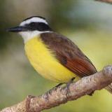 Bermuda Kiskadee