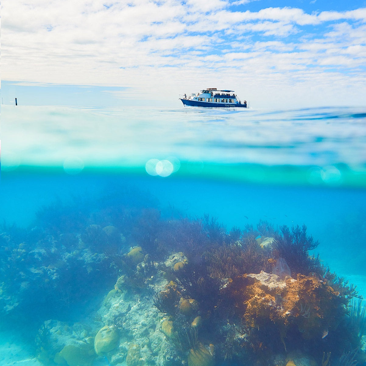 Gavin Howarth Print - Reef Exploration