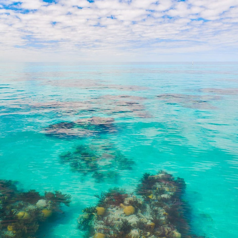 Men's Cotton Polo - TABS Turquoise